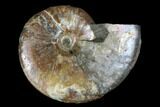 Ammonite (Beudanticeras) Fossil - Canada #180829-1